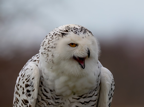 A close-up shot of a snowy owl looking at the camera