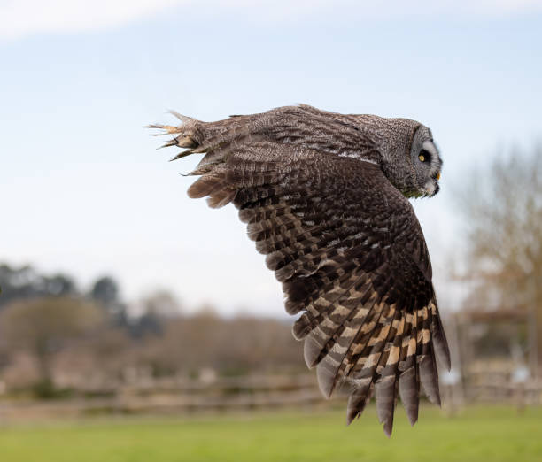 istock Closeup shot of a great grey owl during flight 2062954114