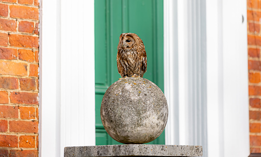 A tawny owl perched on a stone sphere in front of a residential building