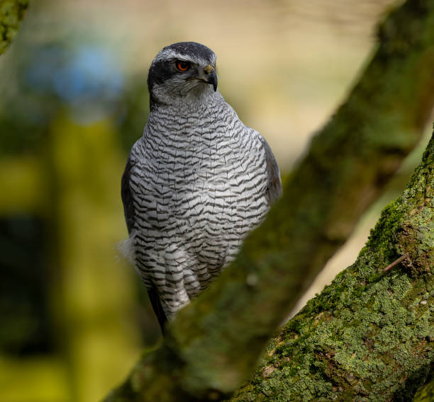istock Closeup shot of a Eurasian goshawk perched on a tree branch 2062954490