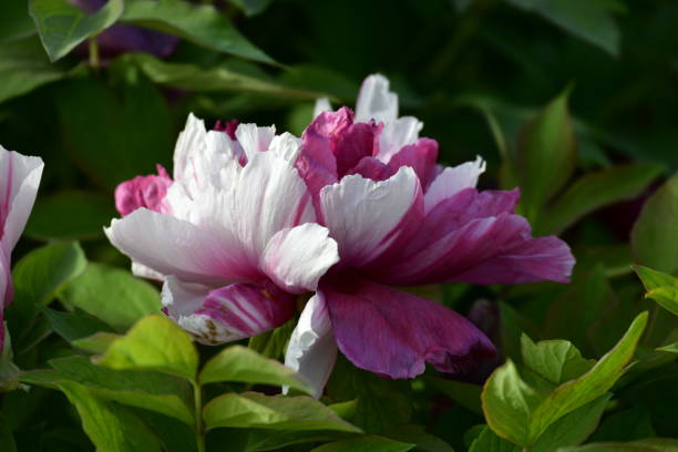 istock Beautiful peony flowers surrounded by lush green leaves 2062956844