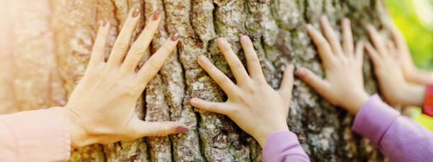 istock Children's and mother's hands touching tree trunk in the natural park. 2062958434