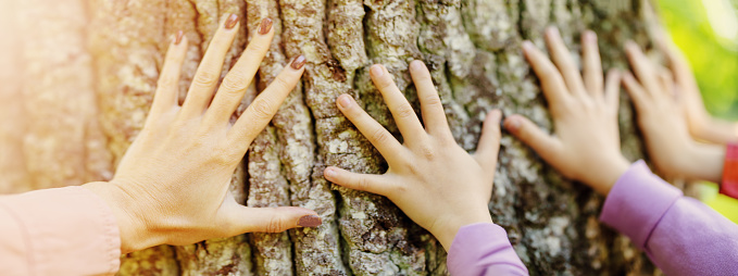 Children's and mother's hands touching tree trunk in the natural park. Concept of love and save nature.