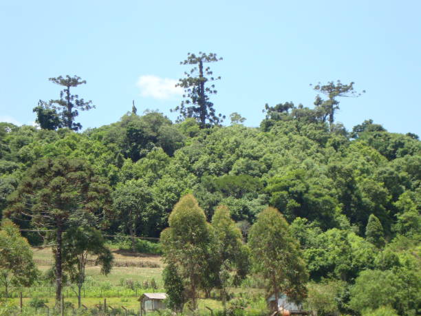 istock View of Atlantic Forest in Brazil 2062965816