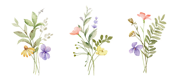 Wild field herbs flowers. Watercolor vector loral collection set bouquets. Design for invitation, card, stationery, wallpaper, fashion, wedding, prints.  Holiday decor.  Hand drawn illustration.