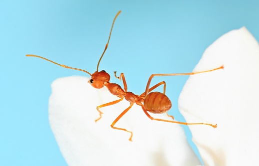 Ant Climbing white flower petal -animal behavior.