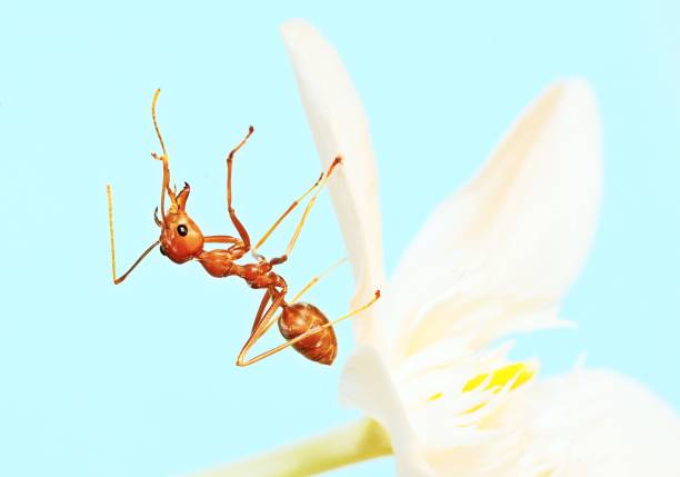 Ant isolated on a white wall.