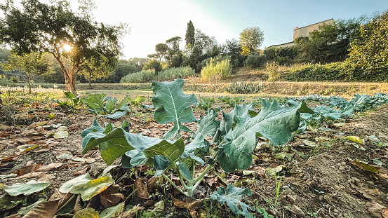 cabbage farming outdoor