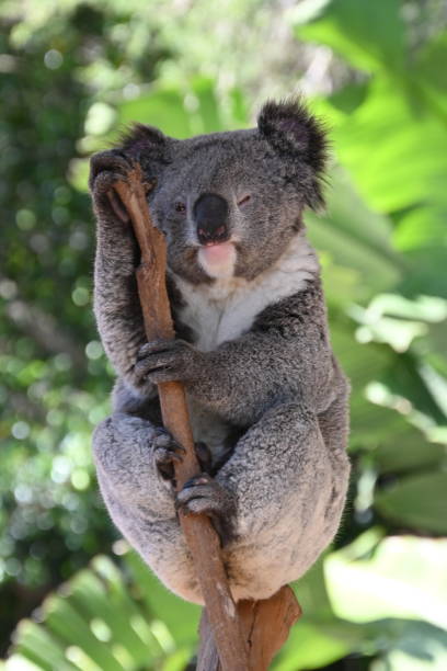 istock Koala perched on a tree branch against lush green foliage 2062979598