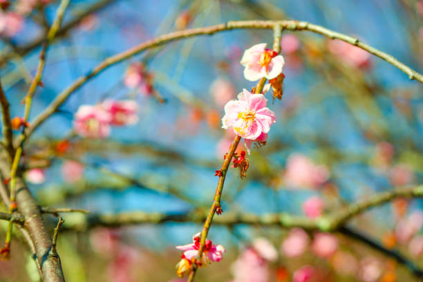 Plum blossom