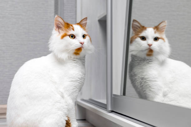 white cat with red spots sits near the mirror. cat in front of the mirror