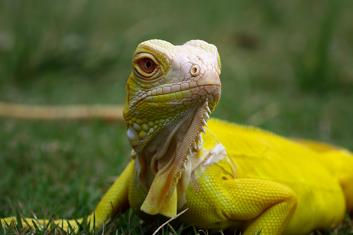 close-up of a head lizard