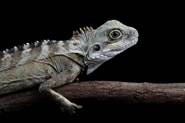 Close-up of a hypsilurus magnus forest dragon lizard sitting on a branch in the dark dragoon mountains photos stock pictures, royalty-free photos & images