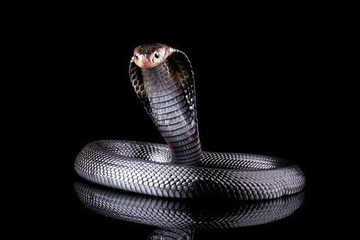 isolated on black background, snake habitat in Java Indonesia