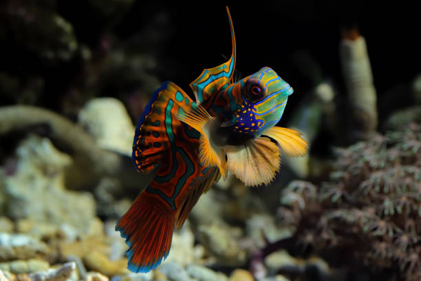 istock Mandarinfish or Mandarin dragonet 2062997608