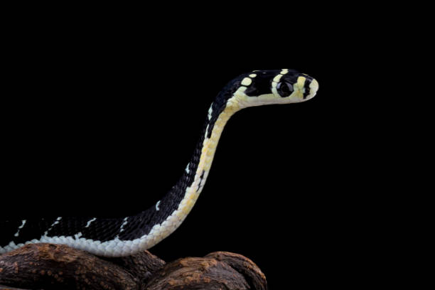 istock Baby king cobra (ophiopahus hannah) 2062997922