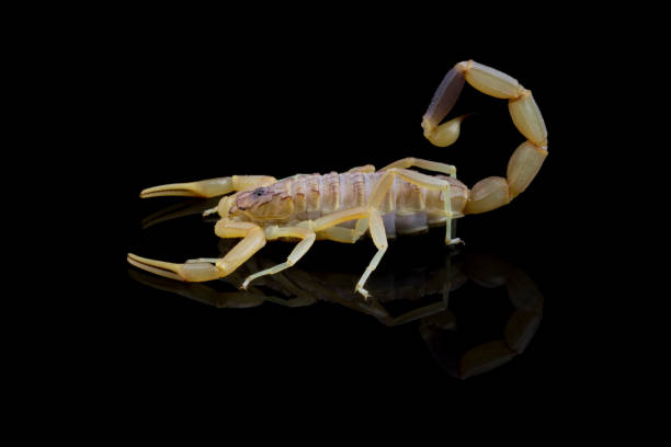 istock Deathstalker scorpion isolated on black 2062997931