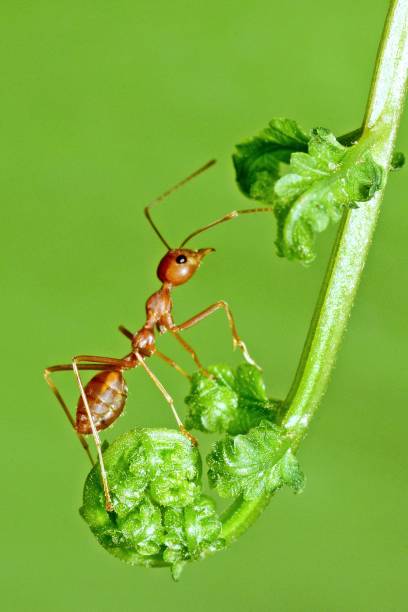istock Ant climbing fern leaf - animal behavior. 2063004253