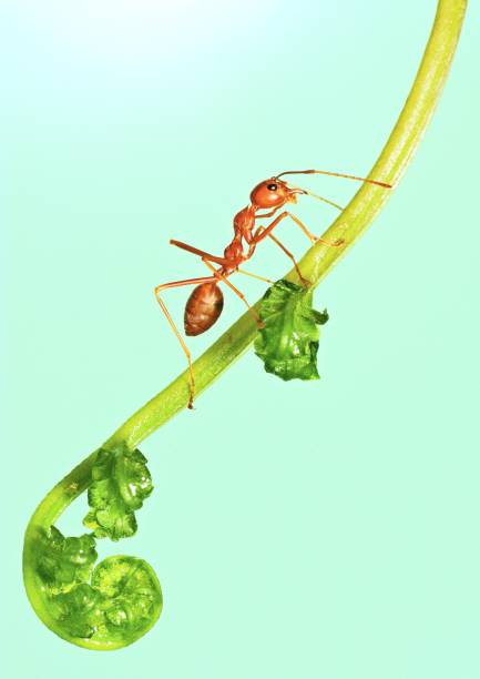 Ant climbing fern leaf - animal behavior.