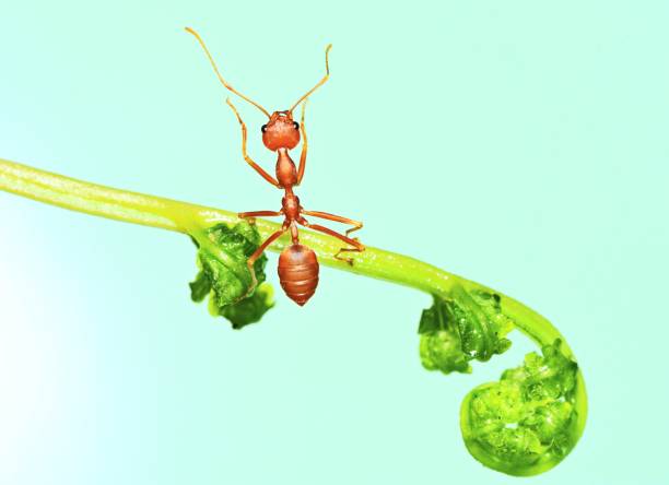 Black Ants