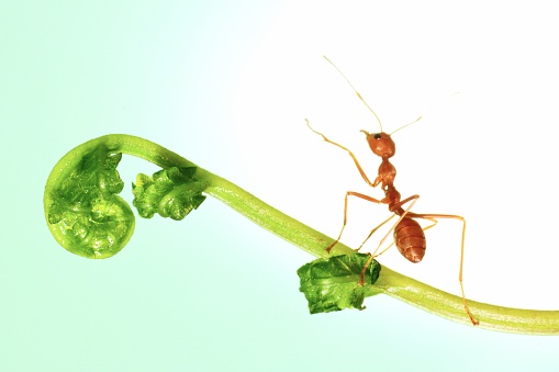 Ant climbing fern leaf - animal behavior.