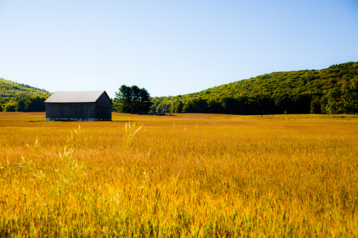 Capturing the timeless beauty of a rustic barn amidst a golden field in rural Michigan. A serene landscape evoking tranquility and a connection to nature.