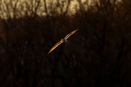 Short-eared Owl hunts over the marsh at dusk