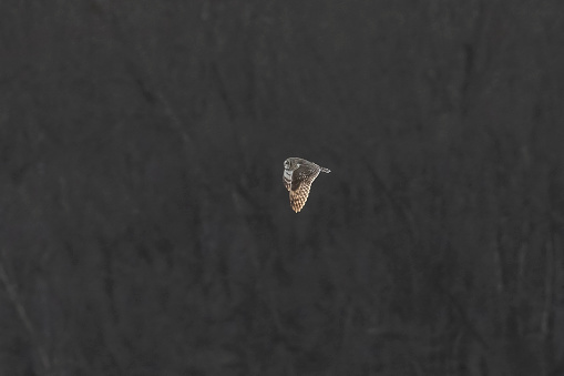 Short-eared Owl hunts over the marsh at dusk