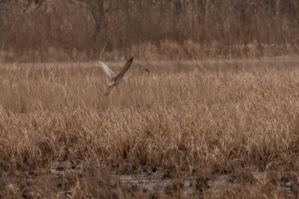 istock Sandhill Crane takes flight over the marsh 2063010101