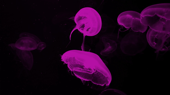 Close up of jelly fish glowing in the dark background with pink neon light. Underwater animal concept.