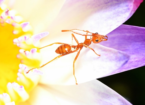 Ant climbing Water Lily's petal - animal behavior.