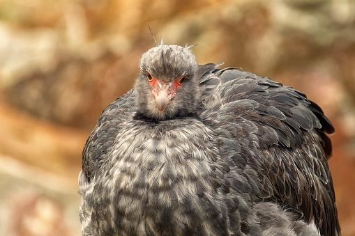 Public bird park avifauna. Outskirts of Alphen an den Rijn. Netherlands. The Crested Palamedea or Collared Palamedea (Chauna torquata) is a large bird with rather high legs. Representative of the tropical and subtropical regions of South America.