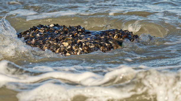 Free picture: shellfish, rock, waimarama, beach