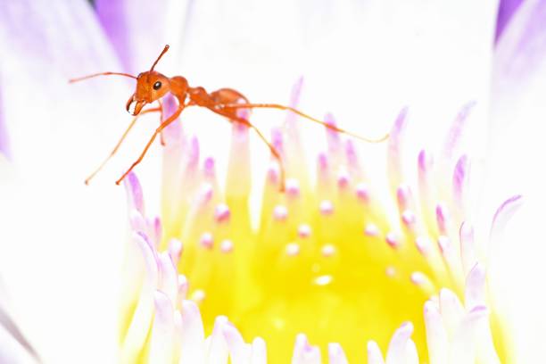 Oecophylla Kerengga - Rangrang Insecta - Stock photo