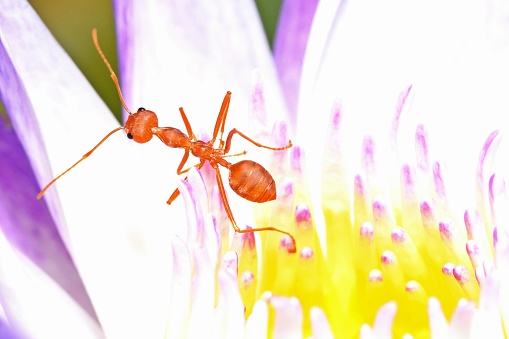 Ant climbing Water Lily's pollen - animal behavior.