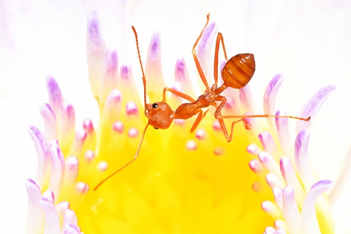 Ant climbing Water Lily's pollen - animal behavior.