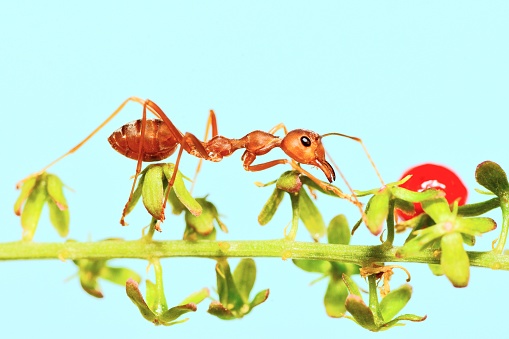 Ant climbing on fruit branch - animal behavior.