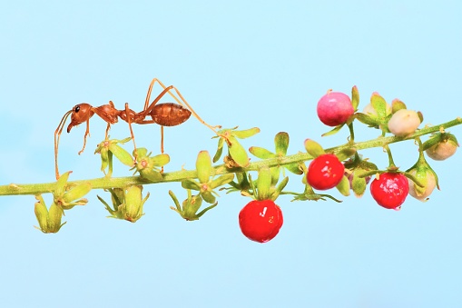 Ant climbing on fruit branch - animal behavior.