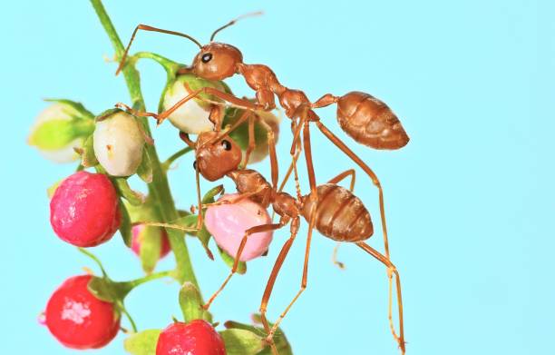 istock 2 Ants climbing on fruit branch - animal behavior. 2063034727