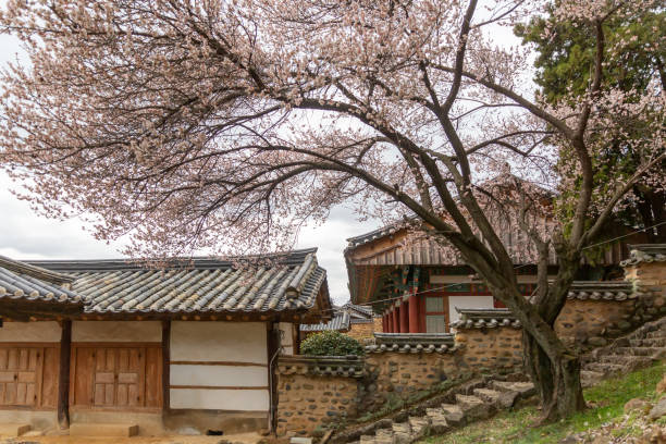 istock Spring scenery with hanok fence and plum blossoms 2063034744
