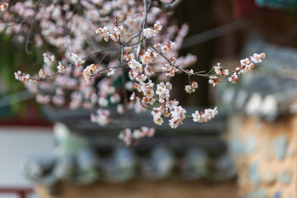 istock Spring scenery with hanok fence and plum blossoms 2063034937