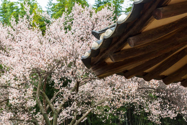 istock Spring scenery with hanok fence and plum blossoms 2063035247