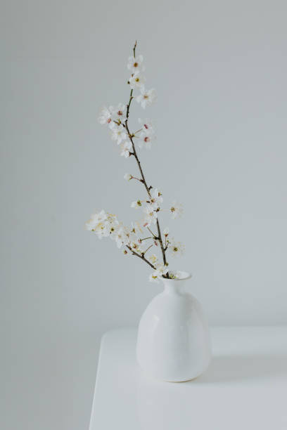istock Beautiful blossom branches in a vase on a white background. Spring minimalistic concept. 2063037407