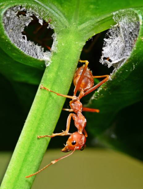 istock Ant at Ant's nest entrance - animal behavior. 2063038458