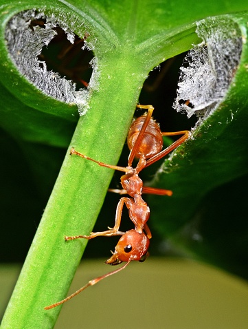 Ant at Ant's nest entrance - animal behavior.