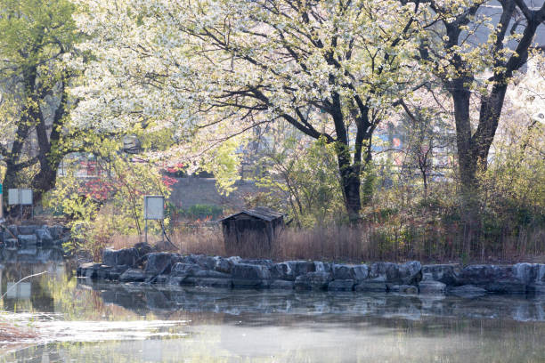 Spring scenery of Yeonji pond in Changnyeong, Korea