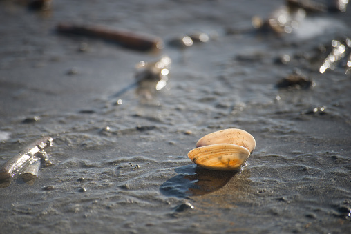 closeup of shell on the beach by sunny day