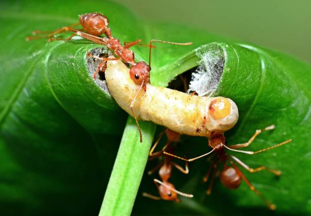 istock Ants carrying worm to nest - animal behavior. 2063045179