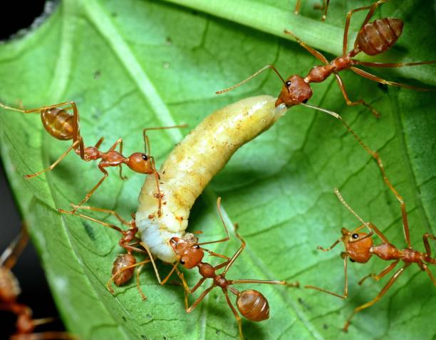 istock Ants carrying worm to nest - animal behavior. 2063045911