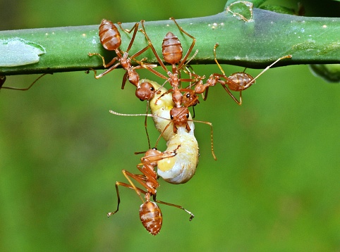 Ants carrying worm to nest - animal behavior.